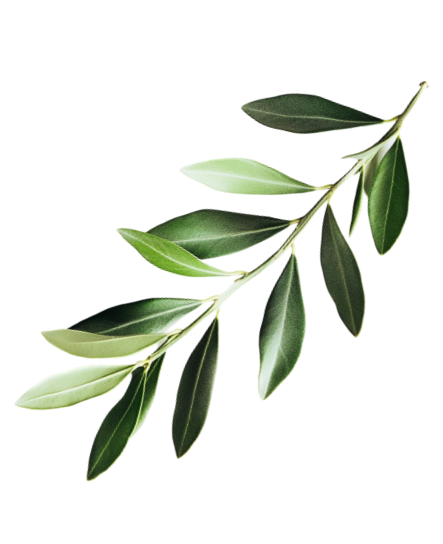 branch