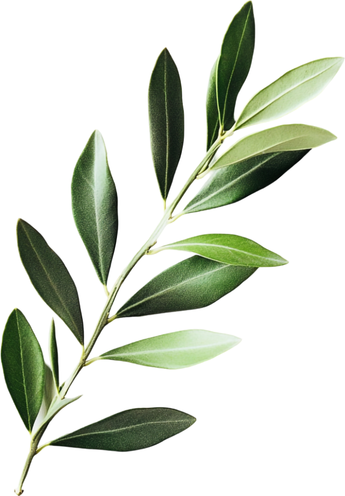ramo-oliva-01